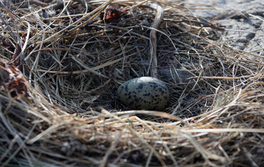 One Seagull egg in a nest on a rock in the sea of Okhotsk