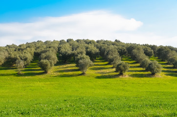 Obraz premium Uliveto della campagna laziale in Italia