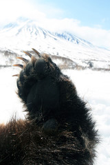 Forepaw Kamchatka grizzly bear against the background of the volcano