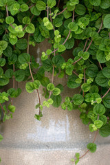 Lamiaceae Opposite Leaves