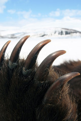 The claws on the front paw trophy Kamchatka brown bear grizzly