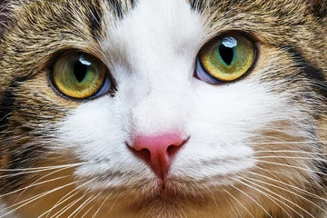 Foto op Plexiglas een kattenportret van dichtbij © Vera Kuttelvaserova