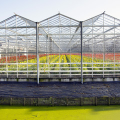 greenhouse full of blossoming flowers in the netherlands