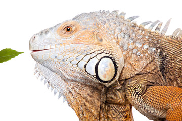 Green Iguana on white