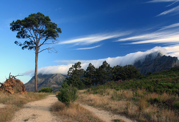 Fototapeta na wymiar Pine tree against the sky and Тable mountain in Cape town