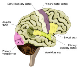 The human brain. Cortical representation of speech and language
