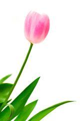Pink tulip flower isolated on white