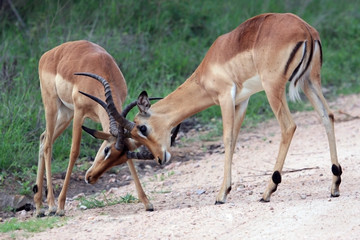 Two young male African antelope Impala beat horns