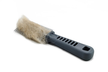 Fototapeta premium Dog Grooming Brush