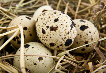 egg