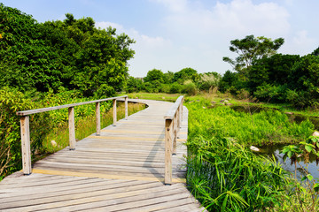 Wooden bridge in forest