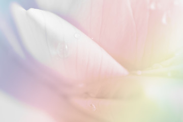 lotus petal closeup background