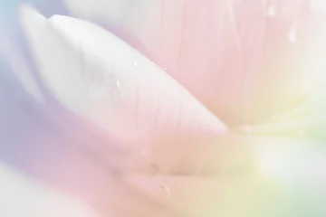 Möbelaufkleber Lotus Blume Lotusblüten-Nahaufnahme-Hintergrund