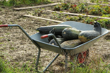 Große Zucchinis in einer Schubkarre