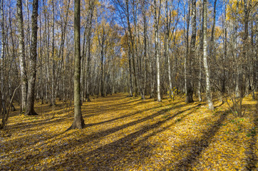 Fototapeta premium Autumn forest in October.