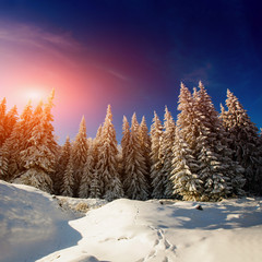 winter landscape