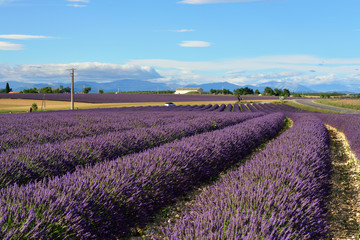 Naklejka na ściany i meble Provence rural landscape