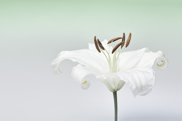White lily close-up macro shot in studio on pastel background de