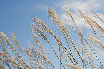 Obraz premium Miscanthus sinensis-2