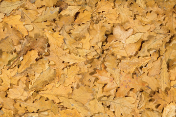 Autumn pattern with bright yellow leaves of the oak