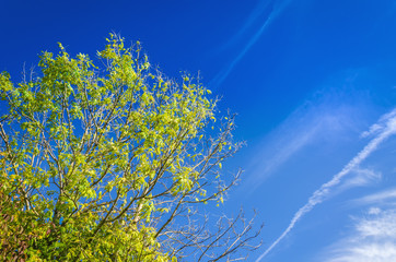Green tree on a background of blue sky