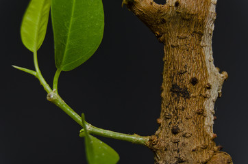 young shoots on the trunk