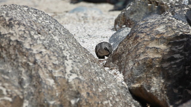 Hood Mockingbird, Mimus macdonaldi, from Galapogos