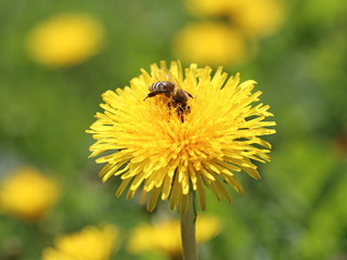 Bee on a yellow flower
