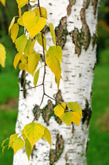 Obraz premium Sprig of birch with yellow leaves on a background of a birch tru