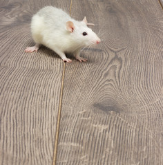 white pet rat on a wooden floor