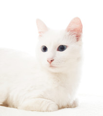 Obraz premium cute white cat with blue eyes lying on white bedspread