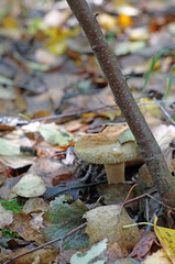 Mushroom Paxillus growing in the leaves in the forest