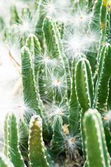 Stapelia grandiflora, Asclepiadaceae