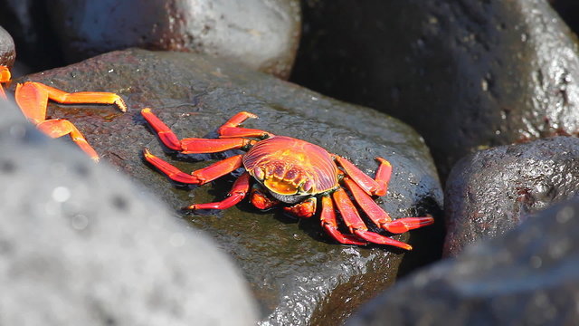 Sally Lightfoot Crab, Grapsus grapsus, in Galapagos