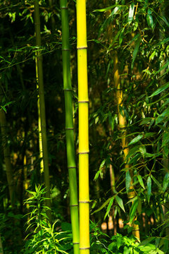 Phyllostachys bambusoides, Poaceae, edible, Japan