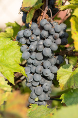 bunch of red grapes on the vine with green leaves