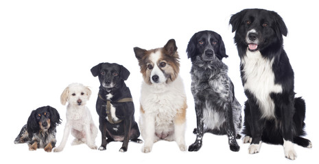 Sechs Mischlingshunde in einer Reihe - Hundegruppe