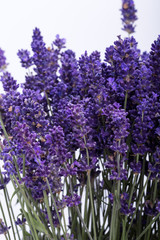 .Lavender isolated on white background. Close up.