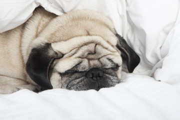 sleeping pug face