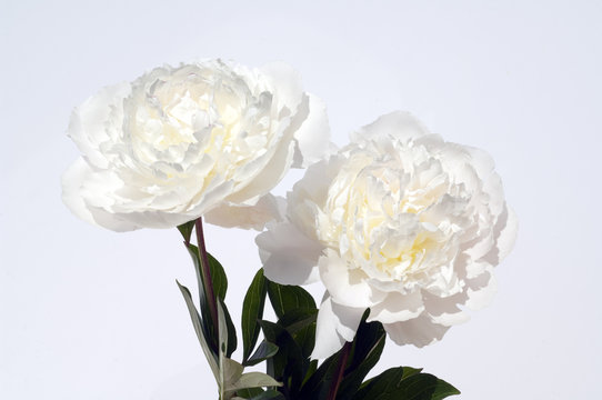 Fototapeta Pfingstrose  Paeonia