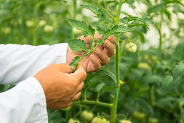 Plant Technologist
