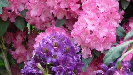 Fleurs rose et violet