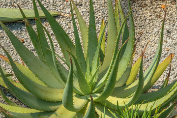 Aloe hereroensis, Liliaceae, South Africa