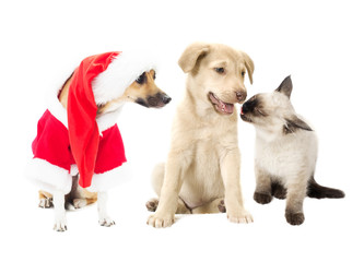 funny dog in Christmas costumes