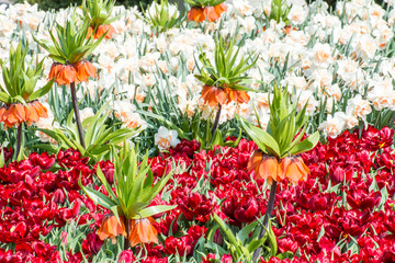 Blooming spring garden
