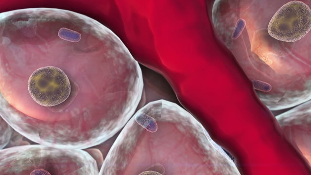 cells, Vein