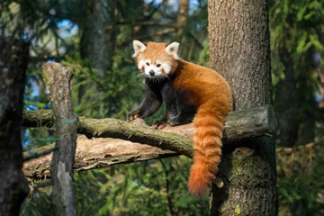 Papier Peint photo Lavable Panda Panda rouge