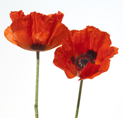 Tuerkischer, Mohn, Papaver, orientale,