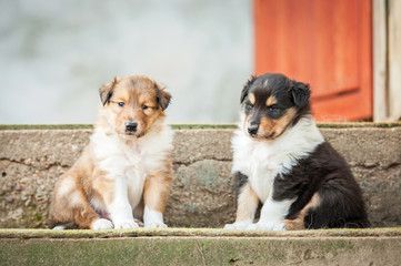 Two rough collie puppies sitting on the stairs