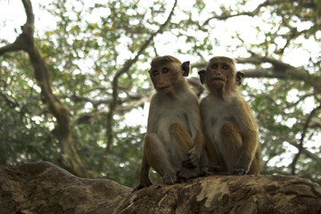 Fototapeta na wymiar two monkeys